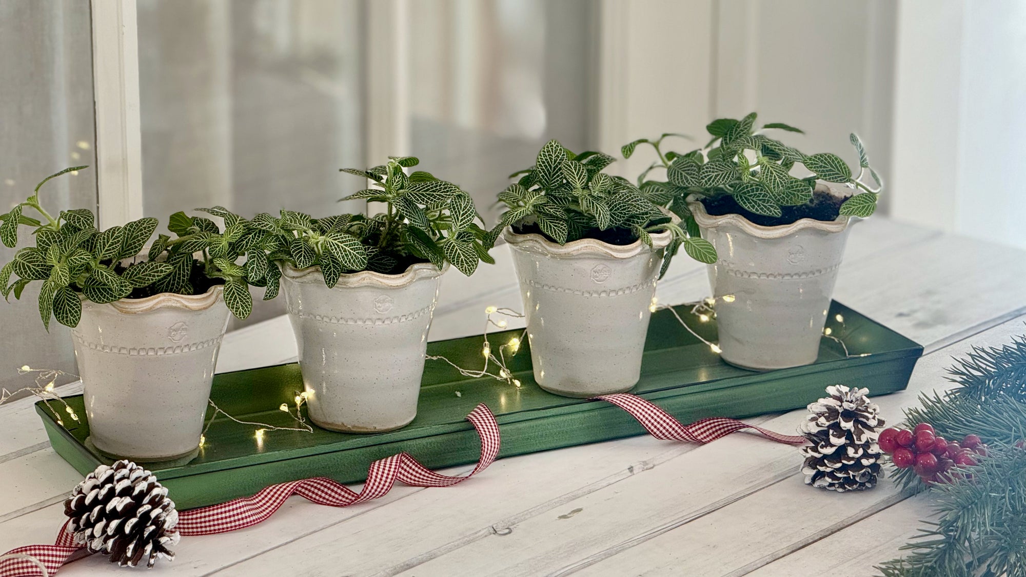 Glazed Herb Pots, Daisy White, Set of 4 with Rectangular Tray