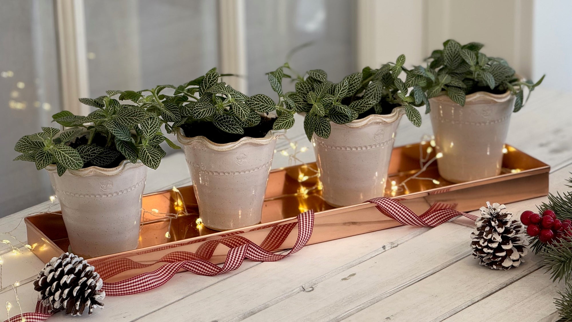 Glazed Herb Pots, Daisy White, Set of 4 with Rectangular Tray